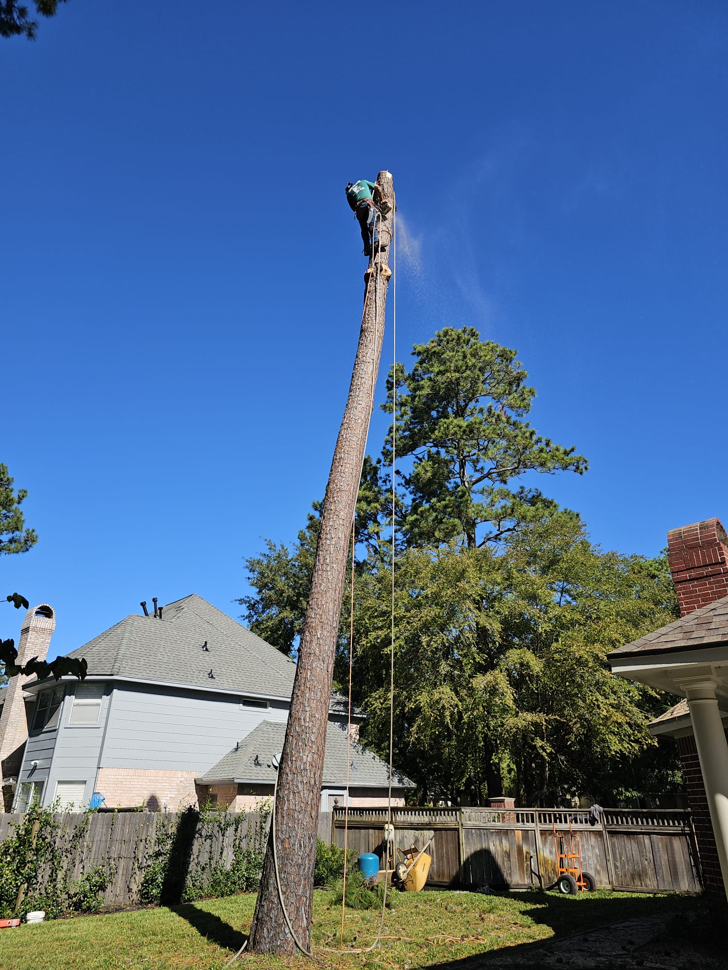 Forest Tree Service Image